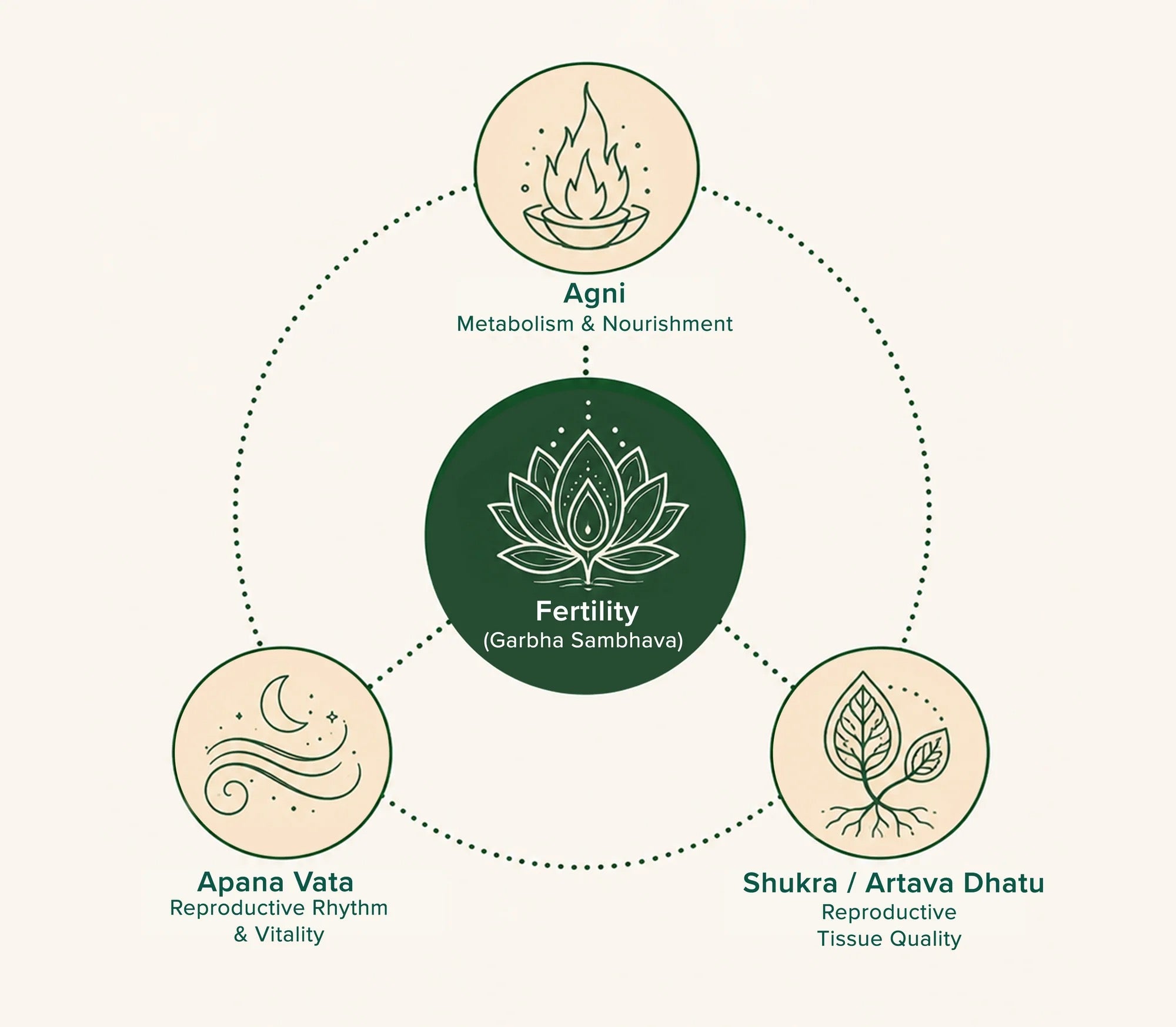 Diagram of Agni, Apana Vata and reproductive tissue supporting fertility